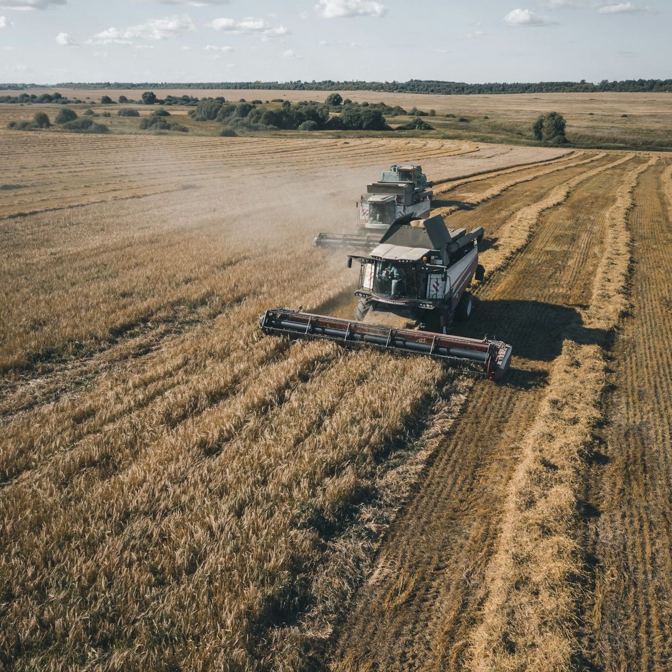 Kombajn na polu zboża - Stowarzyszenie Producentów Pieczywa dba o lokalną produkcję